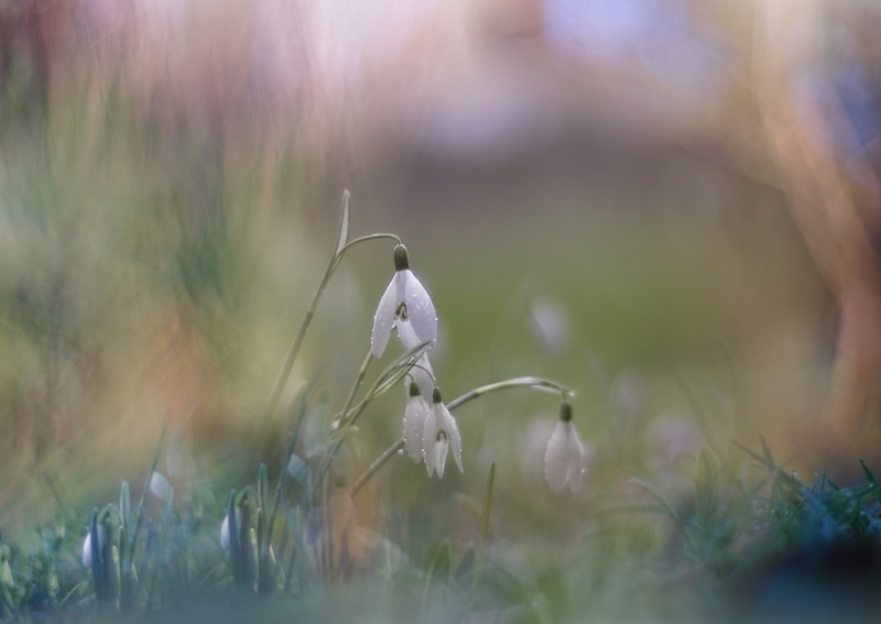 Photo Flore perce neige