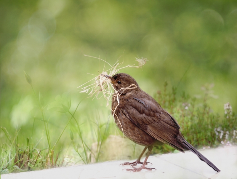 Photo Oiseaux merlette