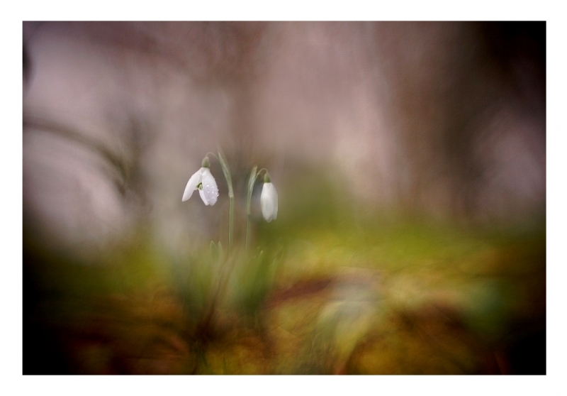 Photo Flore perce neige