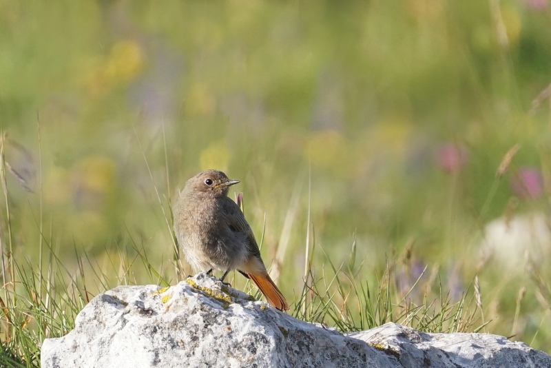 Photo Oiseaux rouge queue noir