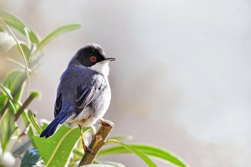 Photo Oiseaux fauvette mélanocéphale ( mâle )