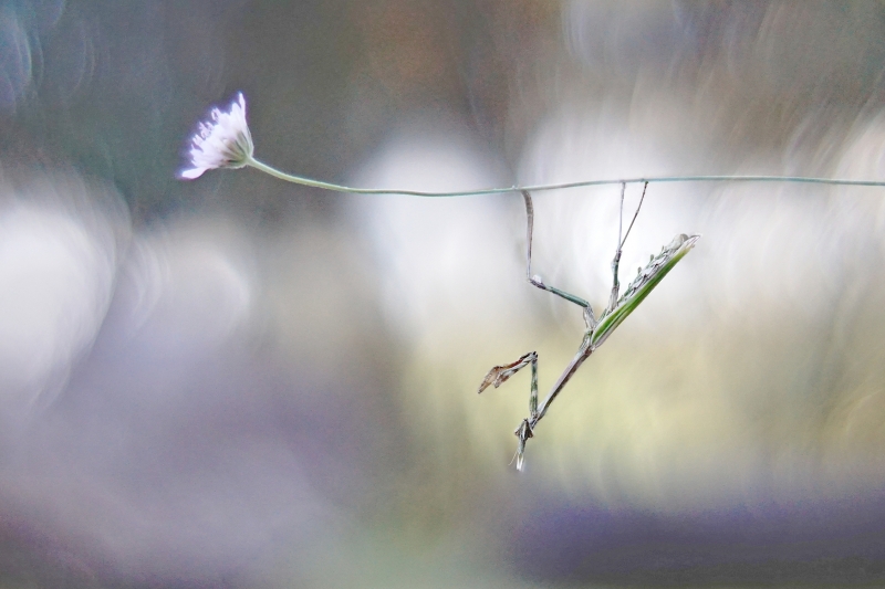 Photo Insectes Empuse