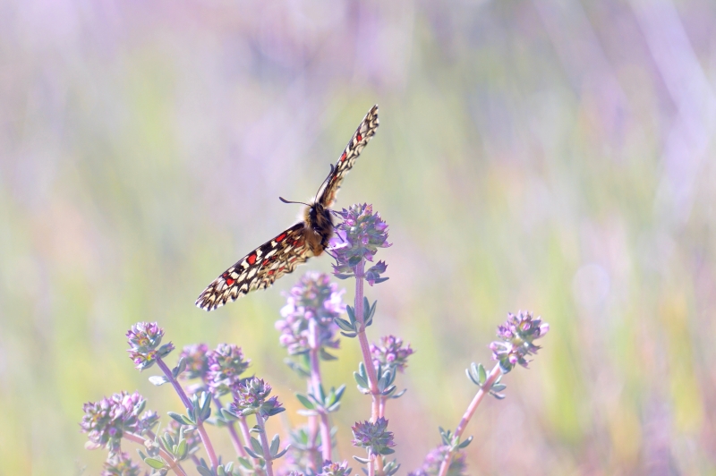 Photo Insectes Prosepine