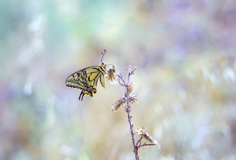 Photo Insectes Machaon (Papilio machaon)