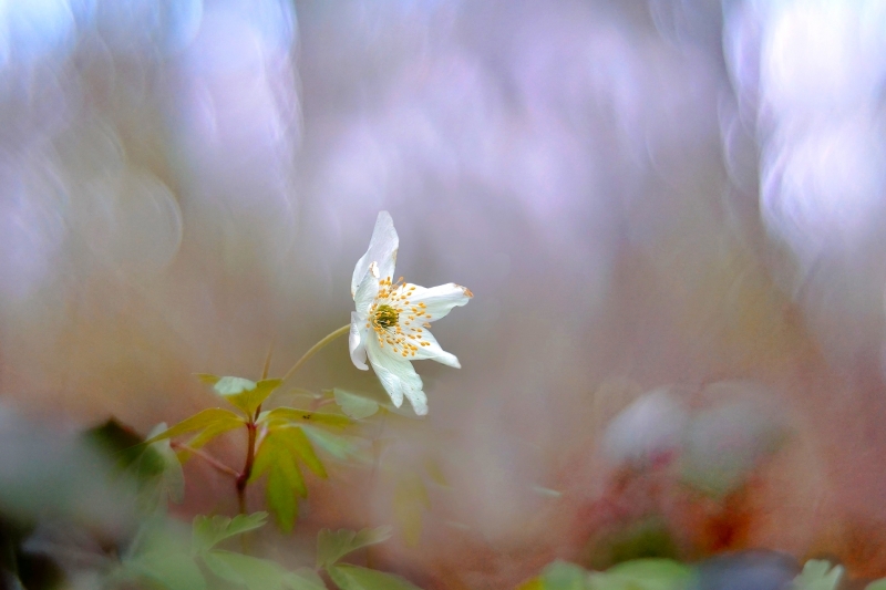 Photo Flore anémone sylvie