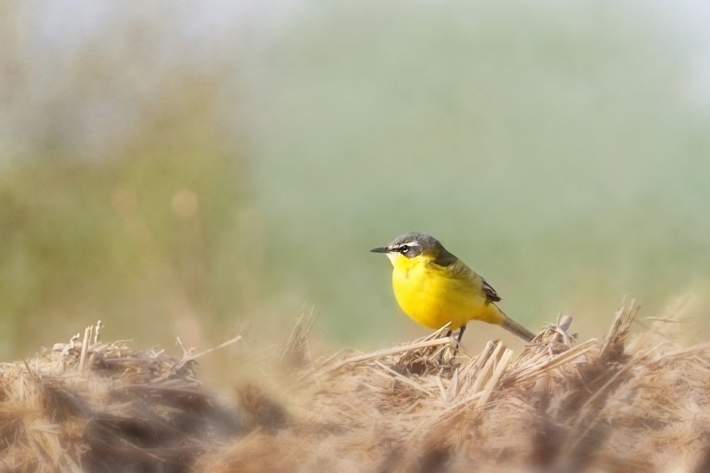 Photo Oiseaux Bergeronnette printanière