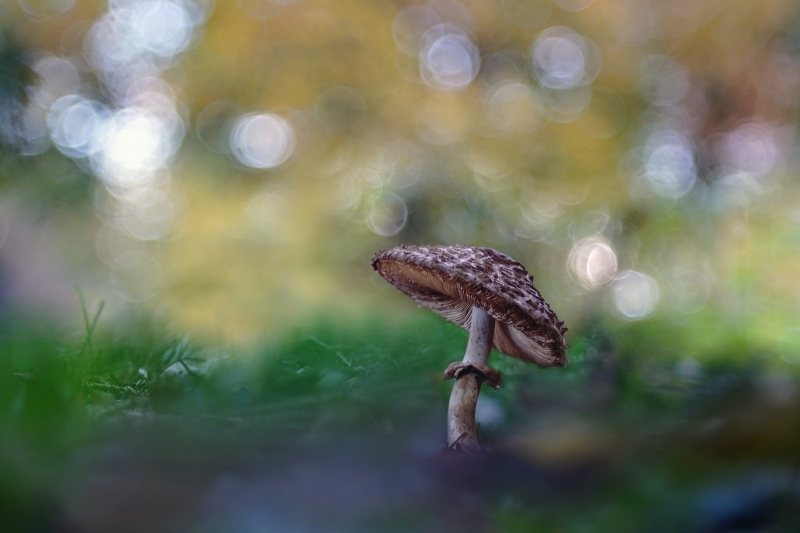 Photo Flore Lepiote élevée (lepiota procera)