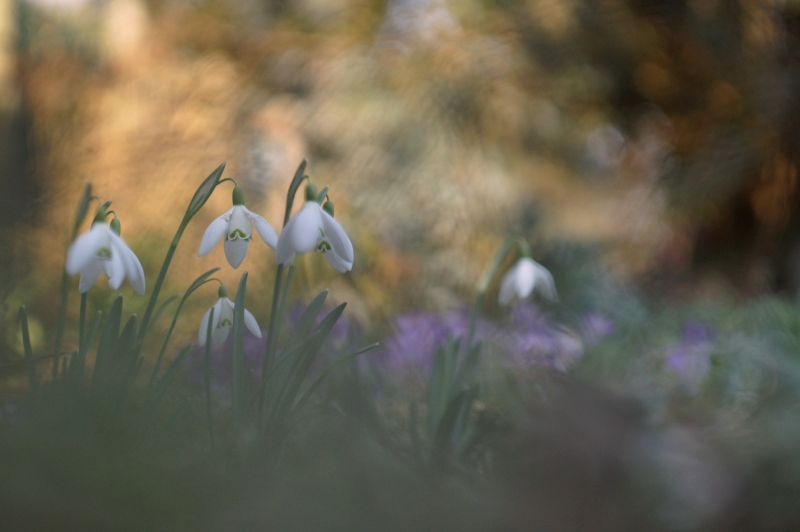 Photo Flore perce neige