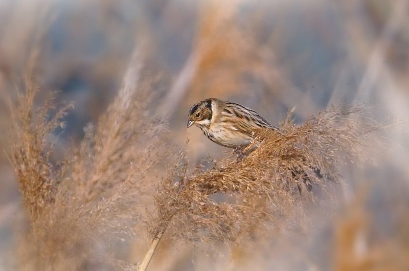 Photo Oiseaux Bruant des roseaux (Emberiza schoeniclus)