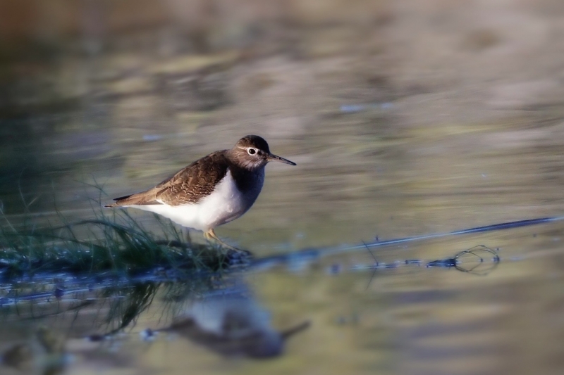 Photo Oiseaux Chevalier guignette (Actitis hypoleucos)