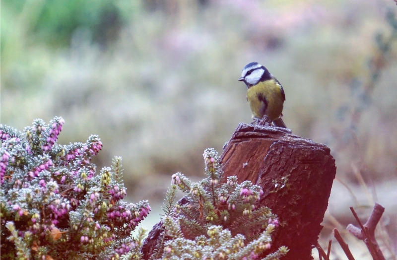 Photo Oiseaux Mésange bleue (Cyanistes caeruleus)