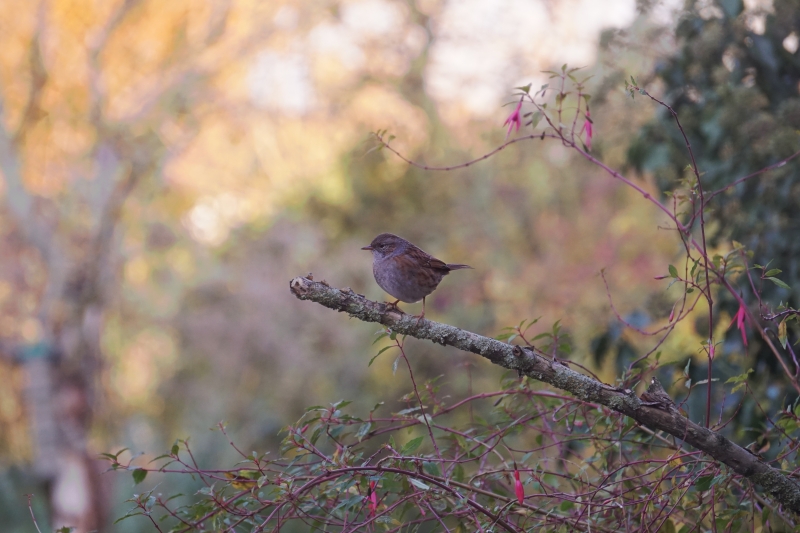 Photo Oiseaux Accenteur mouchet (Prunella modularis)