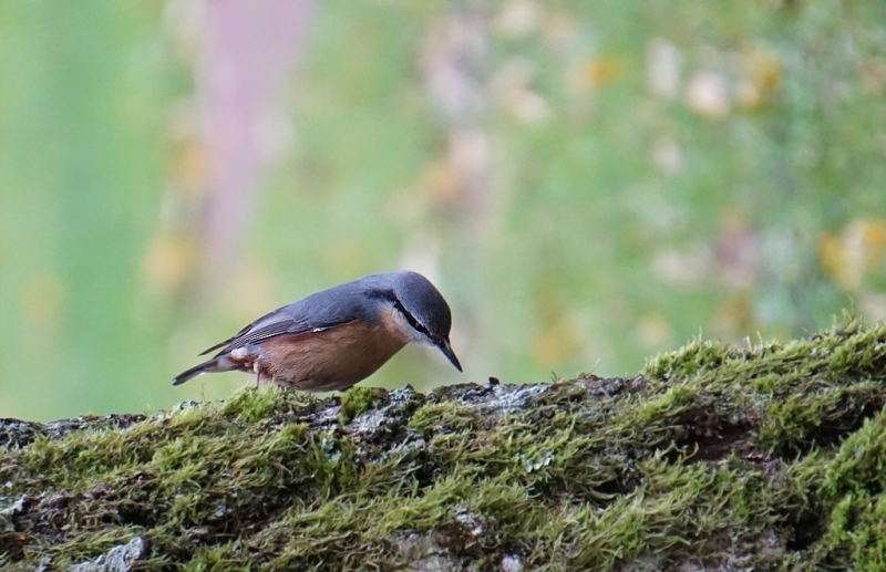 Photo Oiseaux Sitelle torchepot