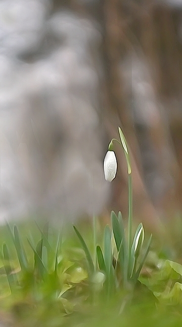 Photo Flore perce nege