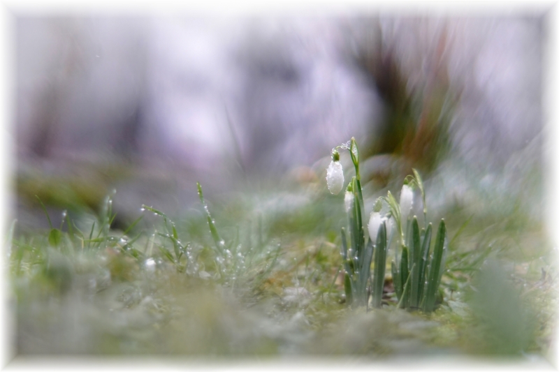 Photo Flore perce neige