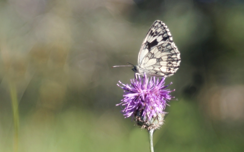 Photo Insectes Demi-deuil (Melanargia galathea)