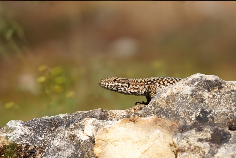 Photo Reptiles