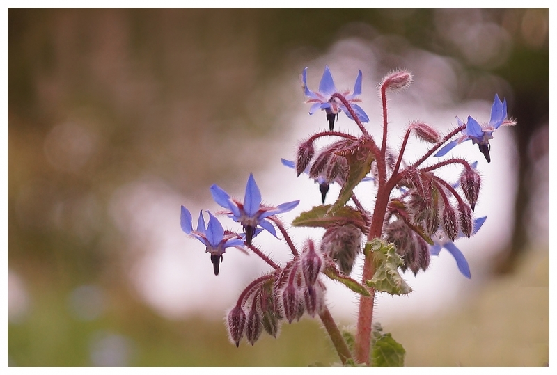 Photo Flore Bourrache officinale (Borago officinalis)