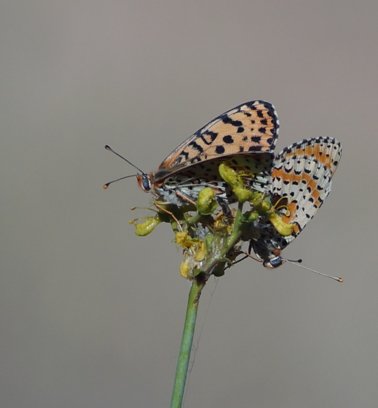 Photo Insectes Mélitée orangée (Melitaea didyma)