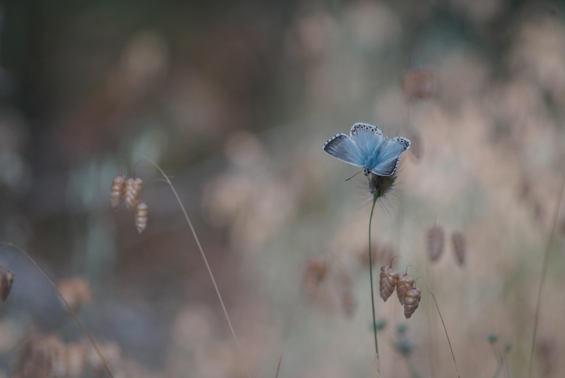 Photo Insectes Argus bleu (Polyommatus icarus)