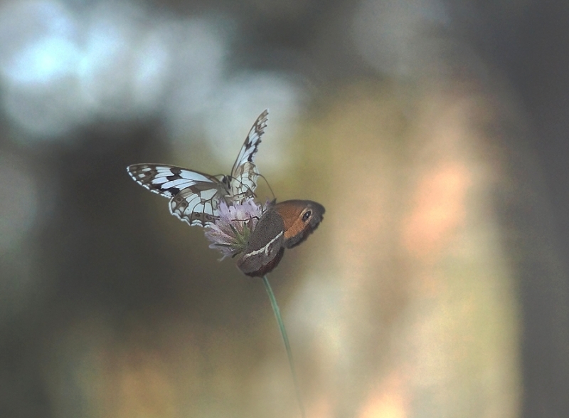 Photo Insectes Échiquier et ocellé rubané 