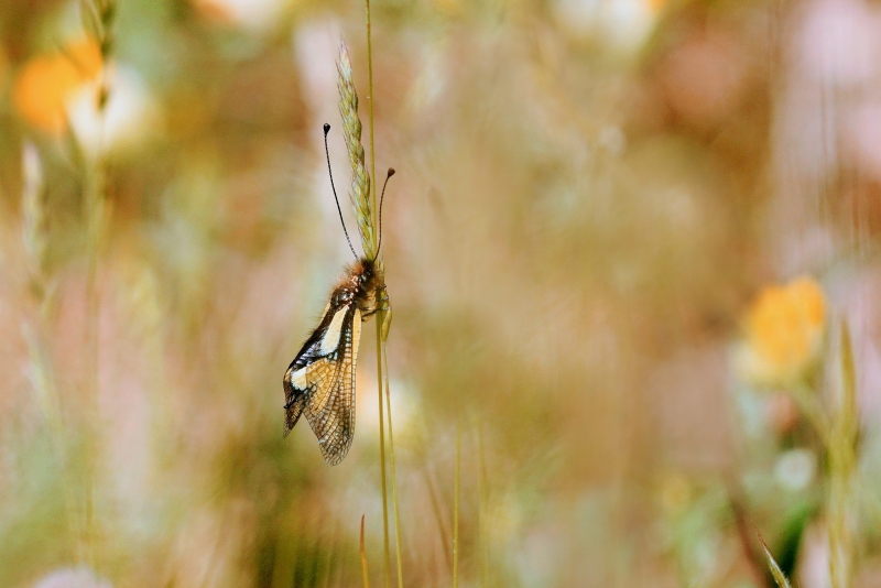 Photo Insectes Ascalaphe soufré