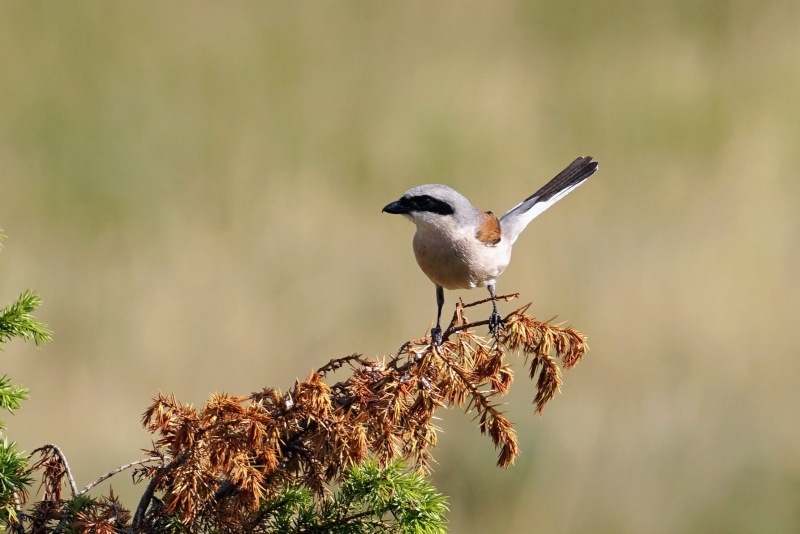 Photo Oiseaux pie grièche écorcheur