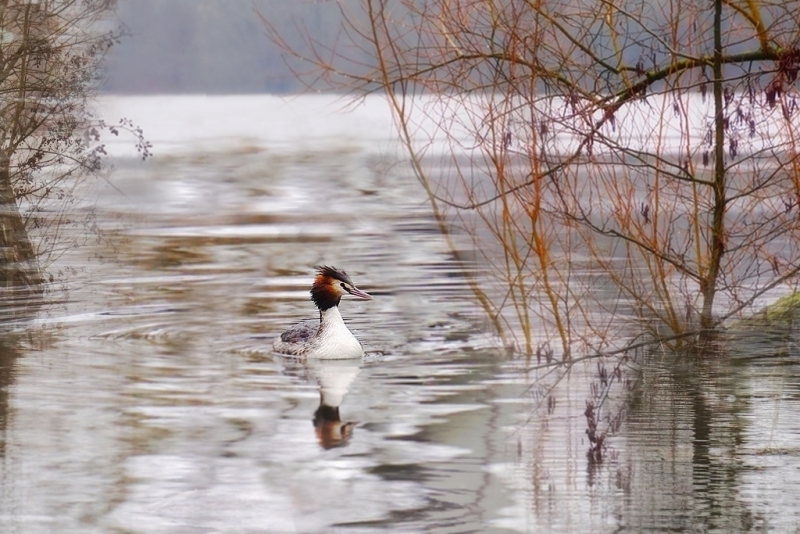 Photo Oiseaux Grèbe huppé (Podiceps cristatus)