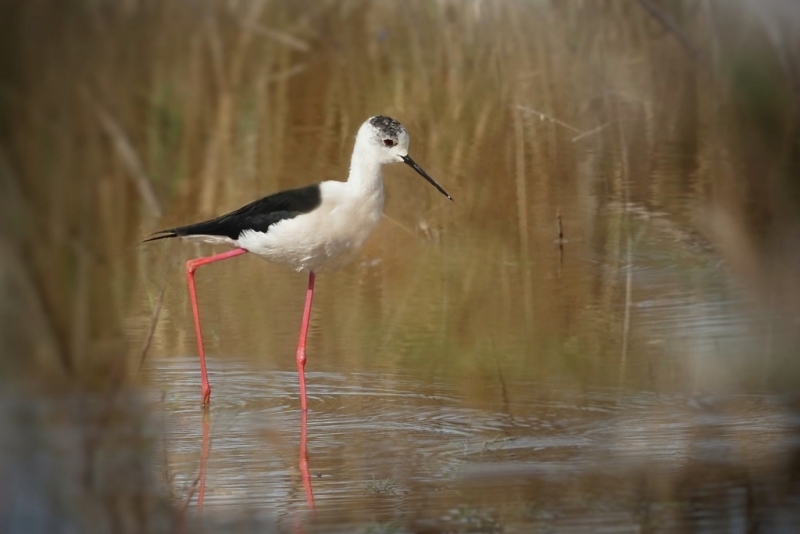 Photo Oiseaux Echasse Blanche (Himantopus himantopus)