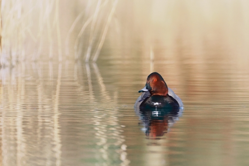 Photo Oiseaux Fuligule milouin (Aythya ferina)