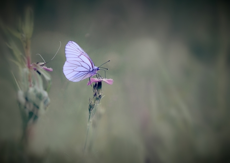 Photo Insectes Gazé 