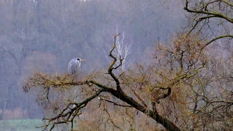 Photo Oiseaux Héron cendré