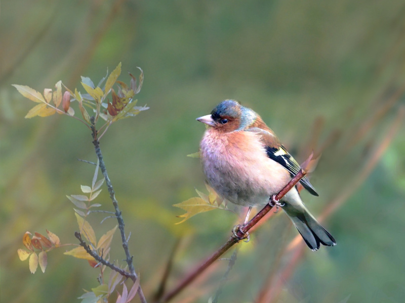 Photo Oiseaux Pinson des arbres (Fringilla coelebs)