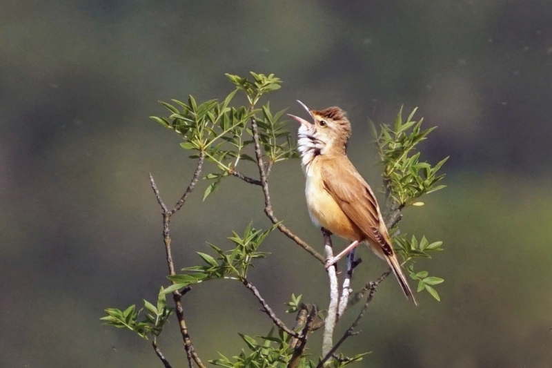 Photo Oiseaux Rousserolle turdoïde (Acrocephalus arundinaceus)