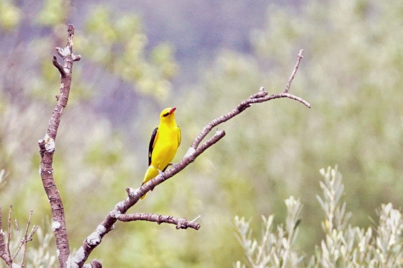 Photo Oiseaux Loriot d'Europe