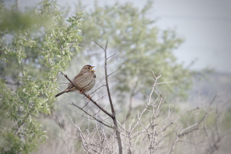 Photo Oiseaux Bruant Proyer