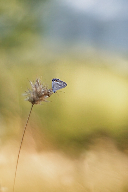 Photo Insectes Azuré de la luzerne 