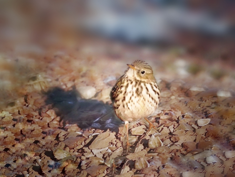 Photo Oiseaux Pipit farlouse (Anthus pratensis)