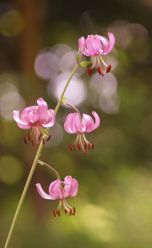 Photo Flore Lys martagon