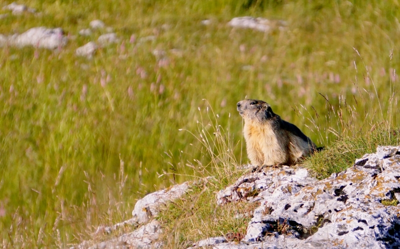 Photo Mammifères Marmotte (Marmota marmota)