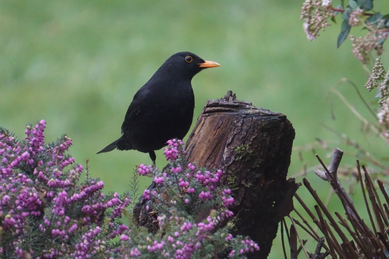 Photo Oiseaux Merle noir (Turdus merula)