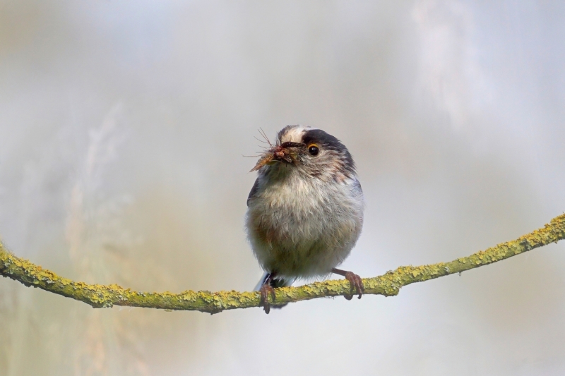 Photo Oiseaux Mésange à longue queue (Aegithalos caudatus)