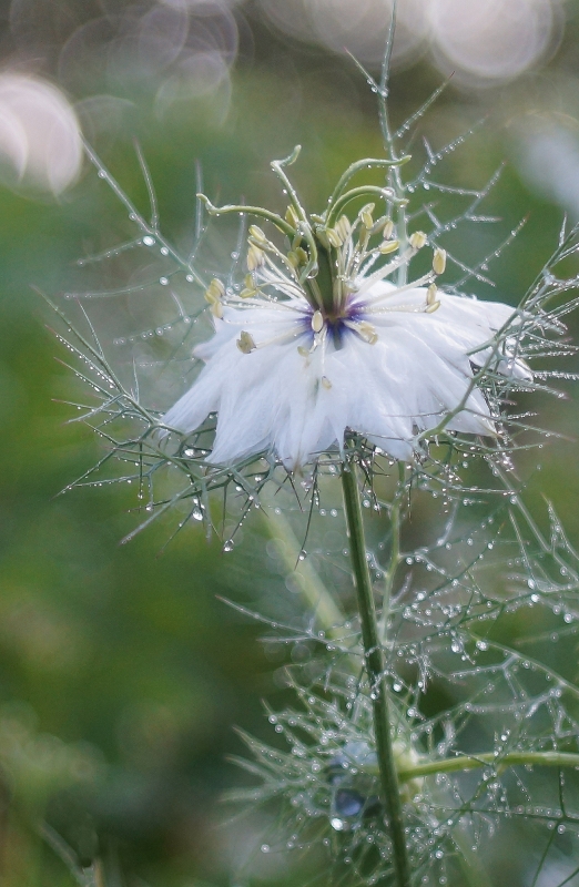 Photo Flore Nigelle de Damas