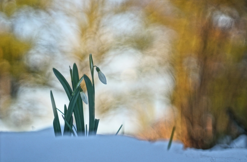 Photo Flore Perce-neige 