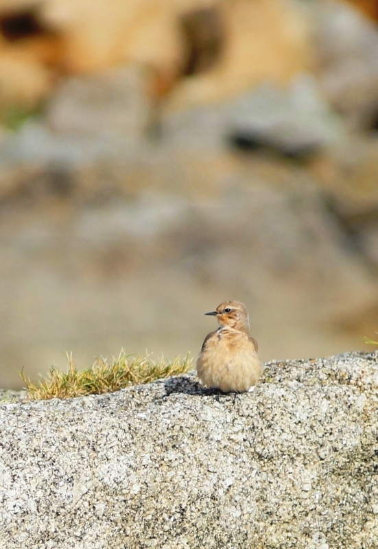 Photo Oiseaux Traquet motteux (Oenanthe oenanthe)