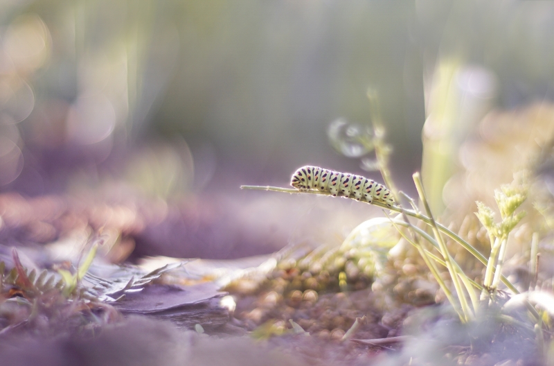 Photo Insectes Chenille de Machaon (Papilio machaon) 