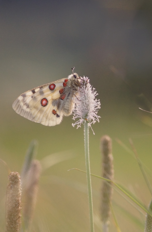 Photo Insectes Apollon