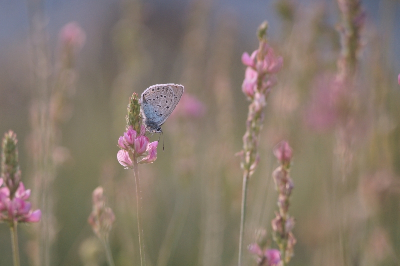 Photo Insectes Azuré de la jarosse (je pense ?)