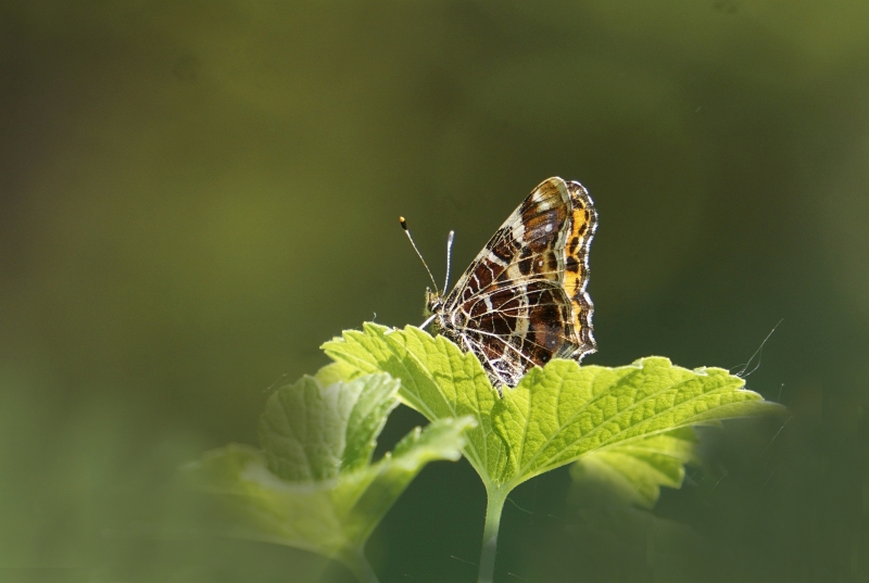 Photo Insectes Carte géographique (Araschnia levana)