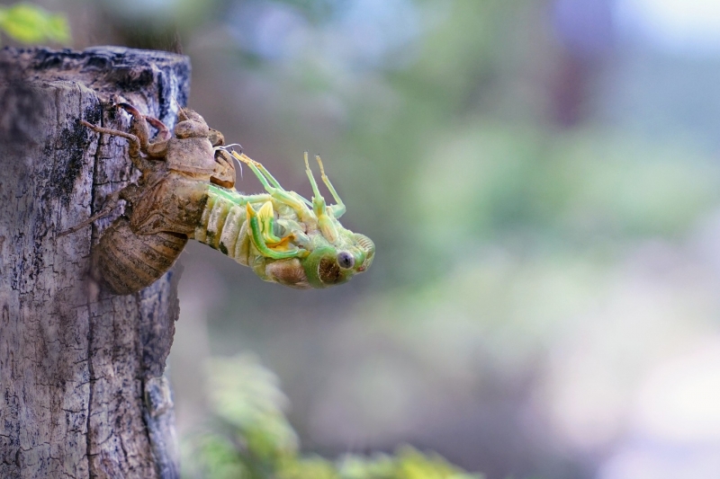 Photo Insectes Mue imaginale cigale